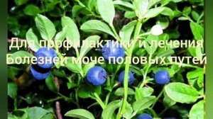 Польза сибирских ягод  Черника.