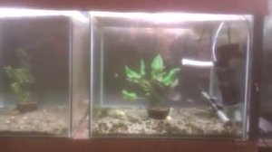 VIDEO0009.3gp.mp4