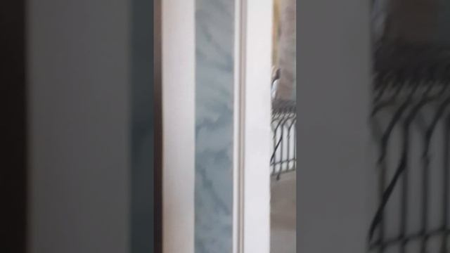 Санкт Петербург.Петропавловский собор,2023г.15 июнь. смотреть онлайн