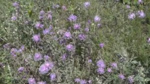 Пам. В. Обухова."Орфей"Омск. авт. ЗаиграевС. Ф.