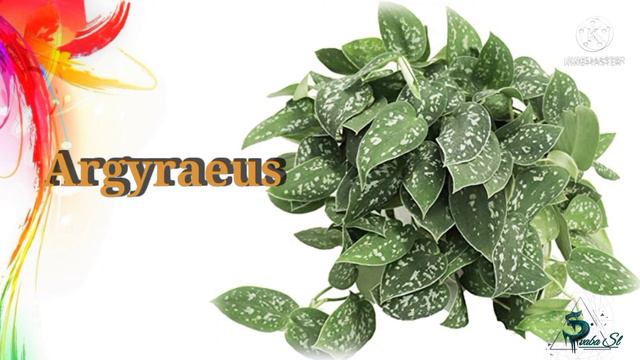 25 POTHOS VARIETIES || Guide to pothos || part 02 смотреть онлайн