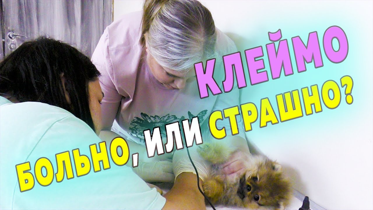 Щенкам шпица 80 дней. Клеймо собаке. Больно, или страшно Кто из шпицев не перенес дорогу