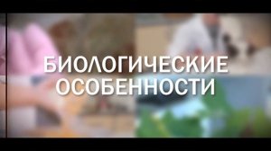 Японский сосновый усач.mp4