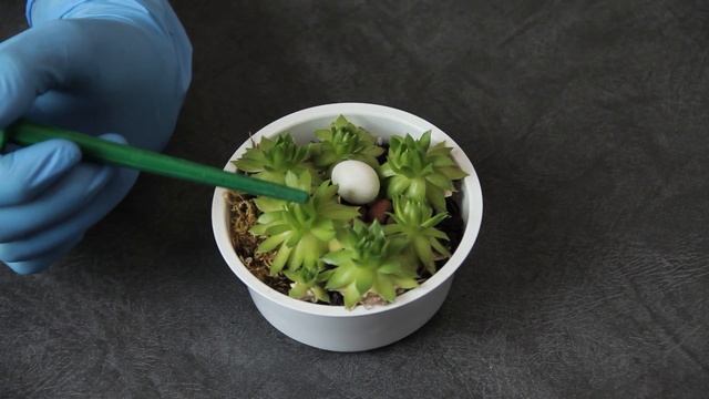 ? Размножение суккулентов листьями и черенками. смотреть онлайн