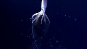 Гигантский кальмар