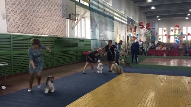 Выставка собак 26 мая 2018 год. Владивосток смотреть онлайн