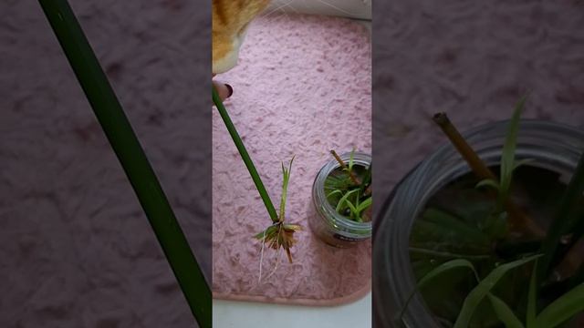ЦИПЕРУС - Легкое укоренение, размножение? любимое растение кота? #комнатные_растения #циперус смотреть онлайн