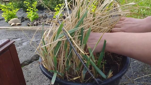 Колосняк песчаный. Элимус смотреть онлайн