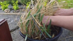 Колосняк песчаный. Элимус