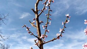 ОБРІЗКА ПЕРСИКА. Персик веретеном та експерименти у 2020 році