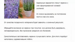 Перовския Голубой Шпиль Описание агротехники выращивание перовский голубой шпиль.