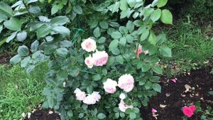 Розы. Не откажусь вопреки всему.