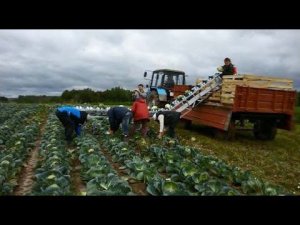 Навесной овощеуборочный транспортер НОУТ-3 в работе (варианты навешивания)