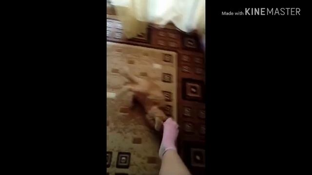 Я папа пирожок смотреть онлайн