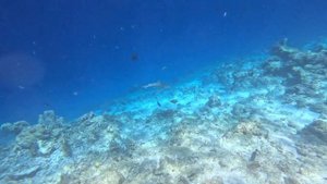 Обитатели Индийского океана на острове Bandos Мальдивы