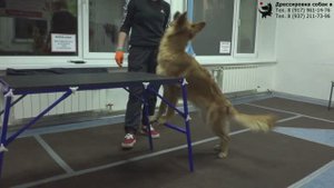 Гусева Виталия и метис Дакота. Занятие по трюковой дрессировке. Тольятти, 1 апреля 2022.