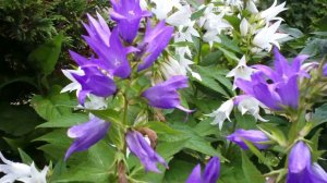 40  Колокольчики  Дачные картинки 2018