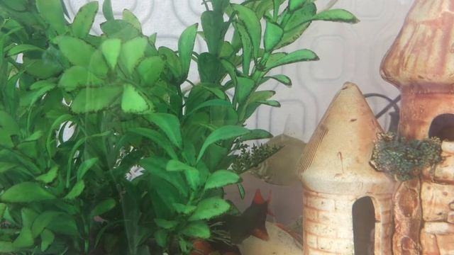 Аквариумные рыбки плавают смотреть онлайн