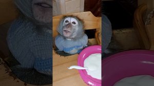 ШОК!!!!!! Маша не ест кашу🙈😜🤣#monkey #petmonkey #animal #макака #экзотика #зоо #обезьяна #питомец