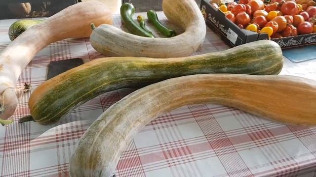 Франция/УРОЖАЙНЫЙ ОКТЯБРЬ/А ТЫ ВИДЕЛ ТАКУЮ ТЫКВУ? /provence_allochka