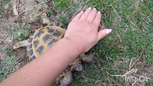 ПОЛ И ВОЗРАСТ СУХОПУТНЫХ ЧЕРЕПАХ смотреть онлайн
