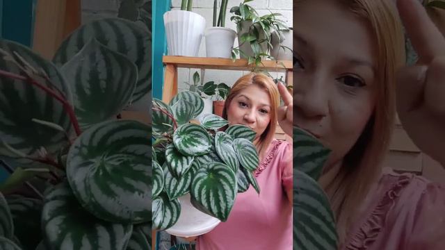 Cinco tips para el cuidado y el mantenimiento de tus peperomias 💚 #tipsdejardineria #tipdeplantas смотреть онлайн