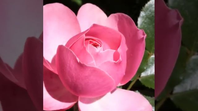 Дорога цветов - Руслан Муратов ( Увертюра) смотреть онлайн