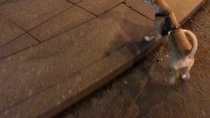 ПЕРВАЯ ПОЕЗДКА С СОБАКОЙ НА ПОЕЗДЕ В ПИТЕР