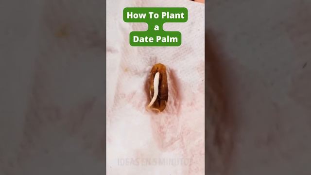 How To Plant a Date Palm- Gardening Hacks