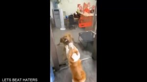 Подборка смешных видео и приколов 97? Лучшие ПРИКОЛЫ 2023