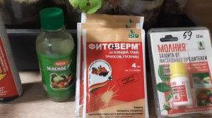 МОШКИ НА РАССАДЕ И В ПОЧВЕ.КАК ЛЕГКО ИЗБАВИТЬСЯ. МЕТОДЫ БОРЬБЫ.УСТРАНЯЕМ ПРИЧИНЫ.