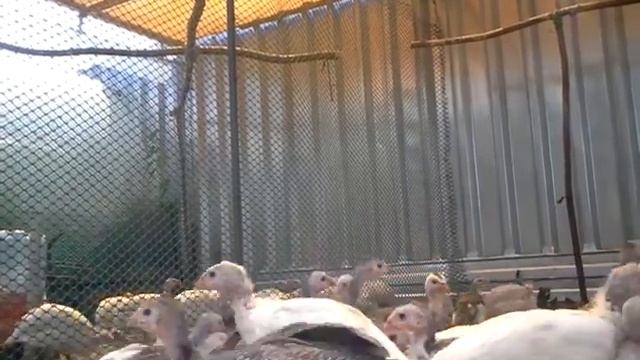 Цесарята загорская белогрудая