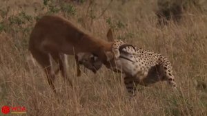 Быстрый и свирепый леопард охотится на импалу | задержать дыхание с выслеживания и ловли Импала Лео