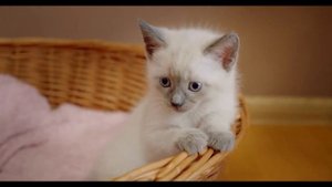My cats / my love