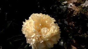 Пионы год 18й Summer Glow