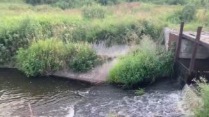 Рыбхоз Большое Борисово