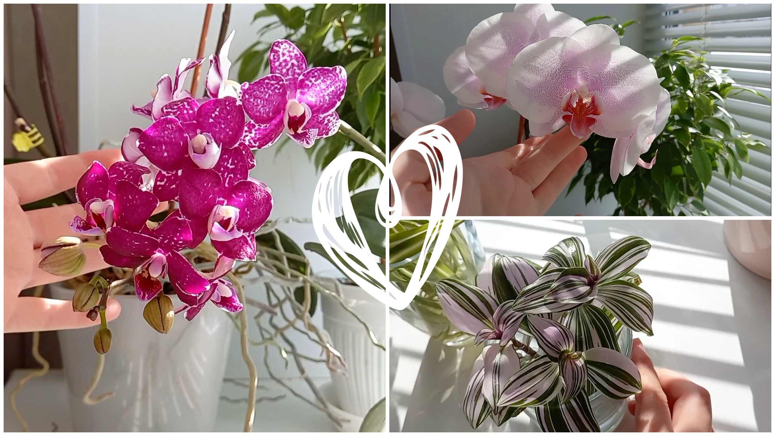 Орхидея Претти Романс