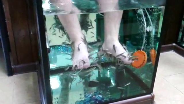 Адлер Краснодарский край, рыбки щекочут ноги смотреть онлайн