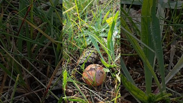 СОБАКА НАУЧИЛАСЬ ИСКАТЬ ГРИБЫ