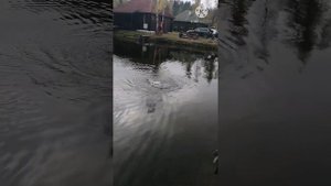 Рыбалка "Щарки" форель радужная 🐟🌈, 25.10.2020г Попла - Попёр 🎣🐟👍