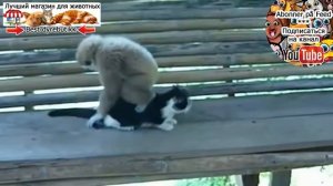 Обезьяны раздражают кошек и собак * Monkeys irritere katter og hunder