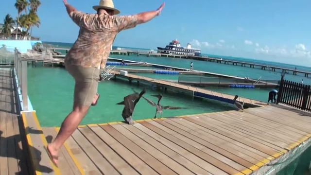 Охота на пеликанов смотреть онлайн