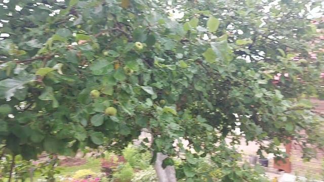 Кто куда,а мы на дачу?Обрабатываю розы?.Собрала огурцы ? смотреть онлайн