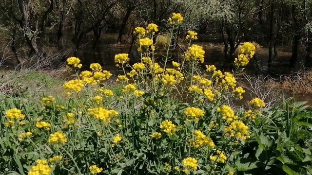 Звуки болота. Лягушки и птицы. Берег реки. смотреть онлайн