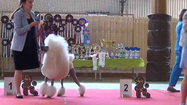 93. 3,07,2022, г.Касли. Моно пуделей. Бэст больших пуделей. смотреть онлайн