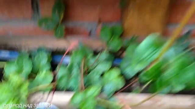 КЛУБНИКА?. ГРЯДКА ДЛЯ КЛУБНИКИ(НОЯБРЬ). смотреть онлайн