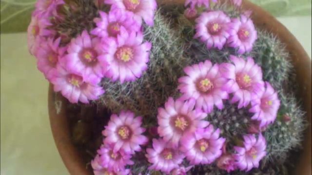 КАКИЕ ЦВЕТЫ НАДО ДЕРЖАТЬ ДОМА смотреть онлайн