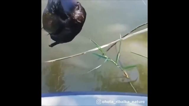 Норки воруют рыбу у рыбаков смотреть онлайн