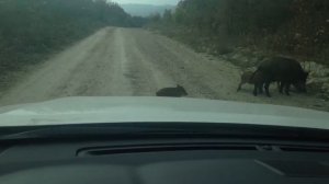 Дикие Кабаны