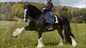 ?Породы лошадей! Шайр! (Английский тяжеловоз)